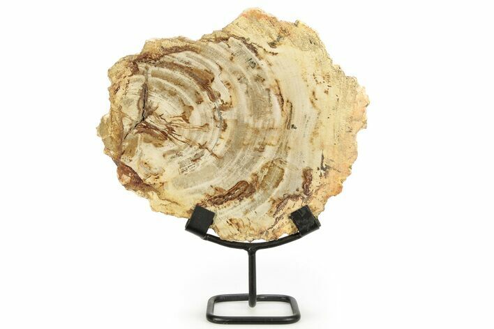 Petrified Wood (Tropical Hardwood) Slab with Stand - Indonesia #266084